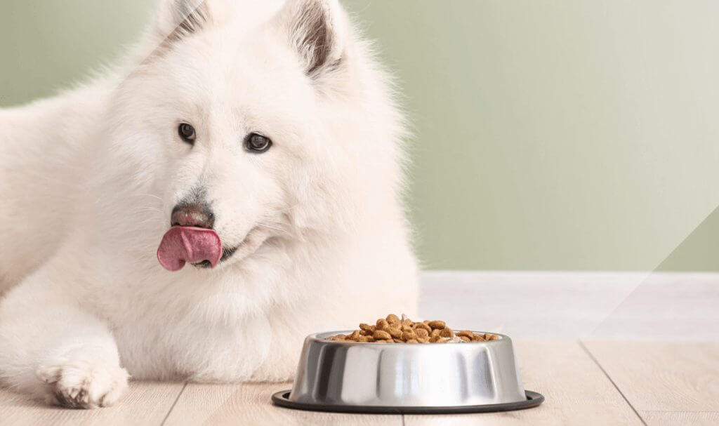 Dog Food Industry Learn How To Compete Similarweb