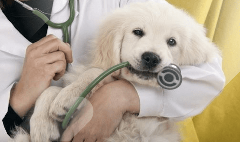 pet insurance industry