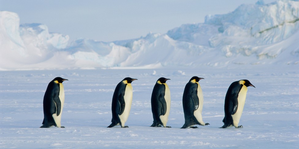 Five Emperor penguins